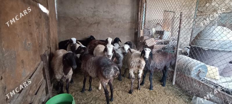 goŷun iśśek - Ruhabat (90-njy razýezd) - img 10