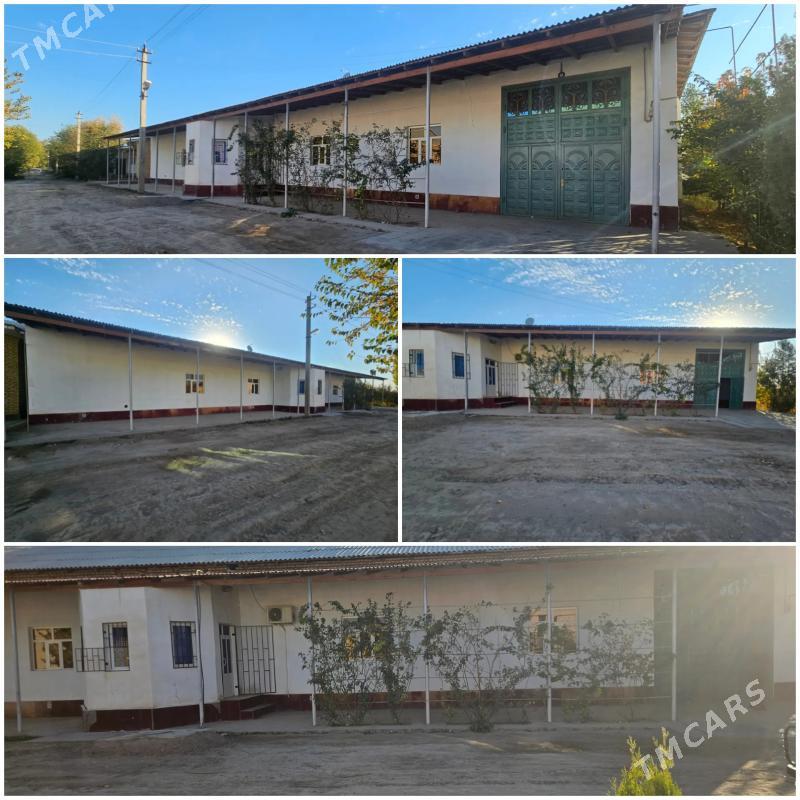 Satlyk jay - Köneürgenç - img 1