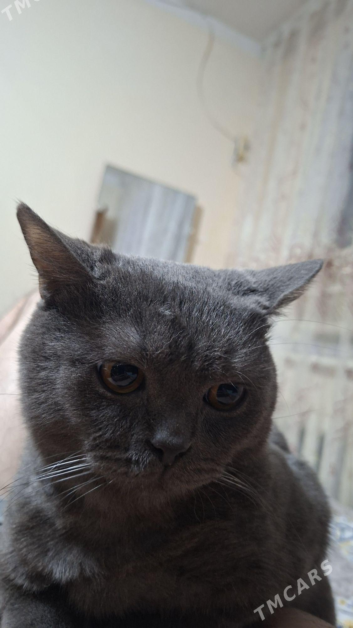 PISIK - Ашхабад - img 2