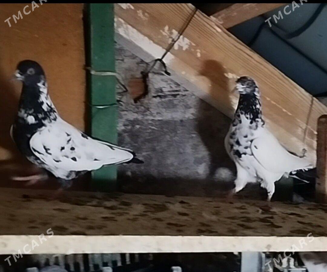 kepderi - Aşgabat - img 2