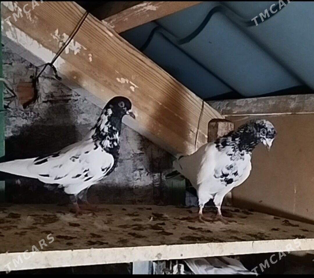 kepderi - Ашхабад - img 1