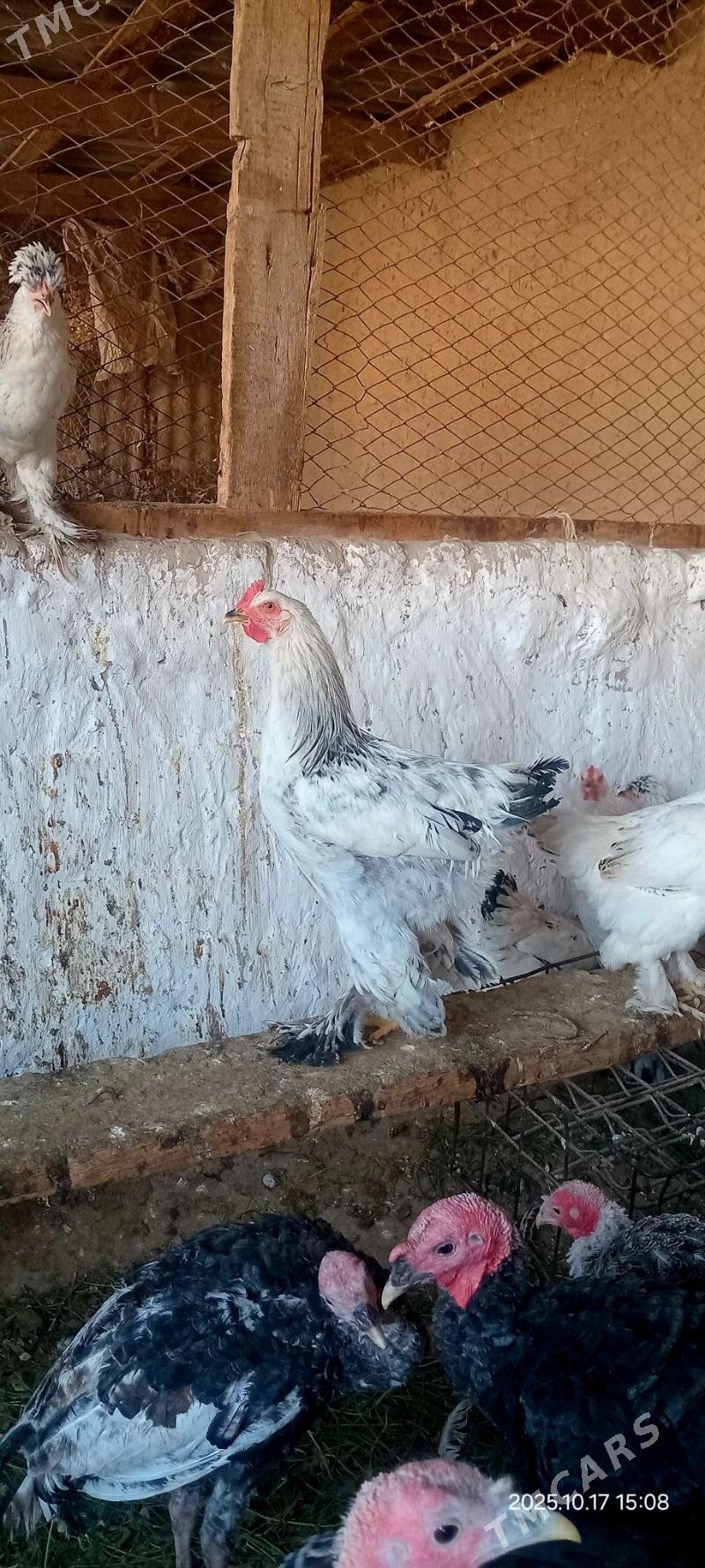 Jüýje horaz - Kaka - img 2