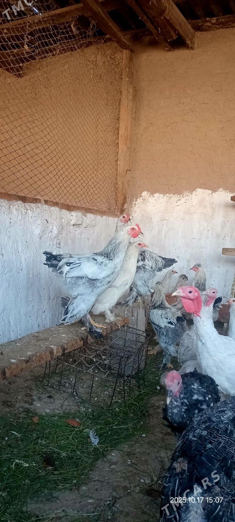 Jüýje horaz - Kaka - img 1