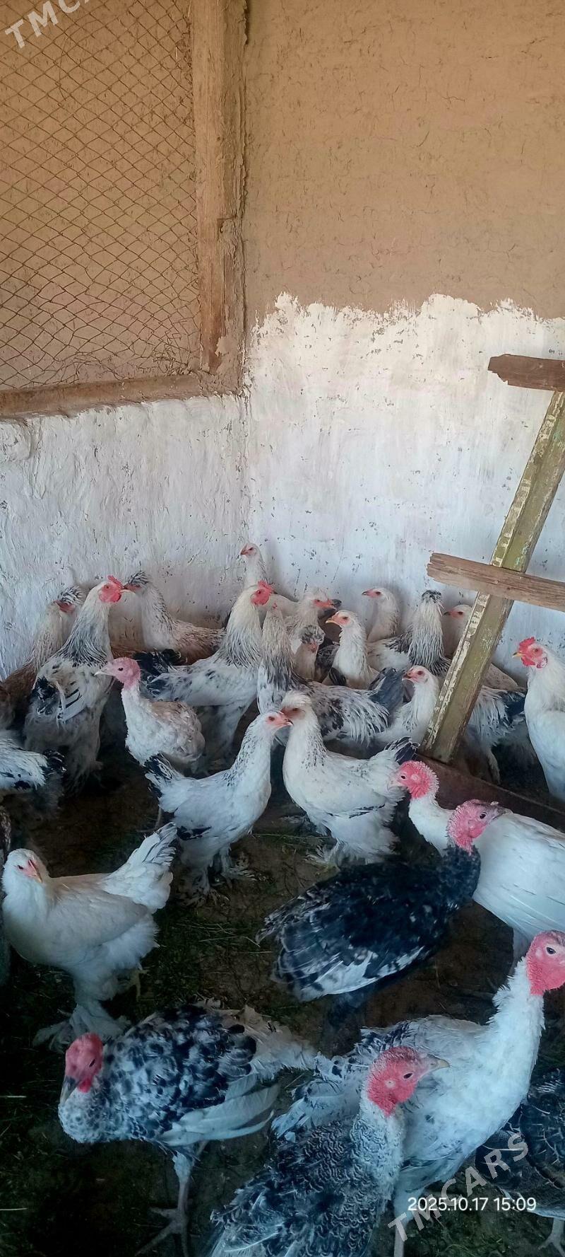 Jüýje horaz - Kaka - img 3