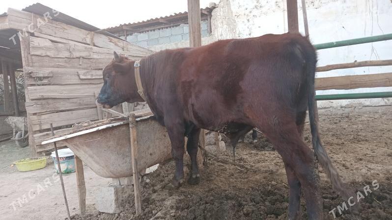 öküz - Gökdepe - img 1