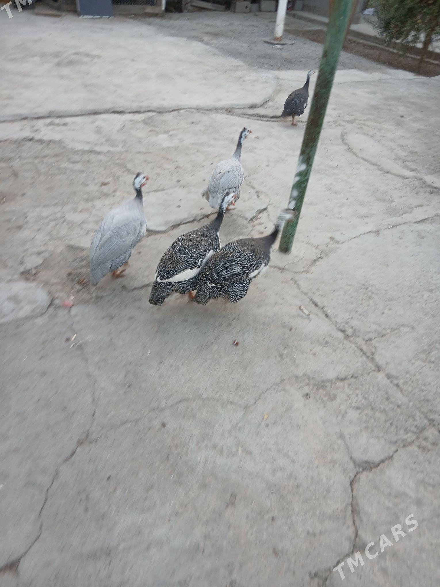 sesarka - Hitrowka - img 1