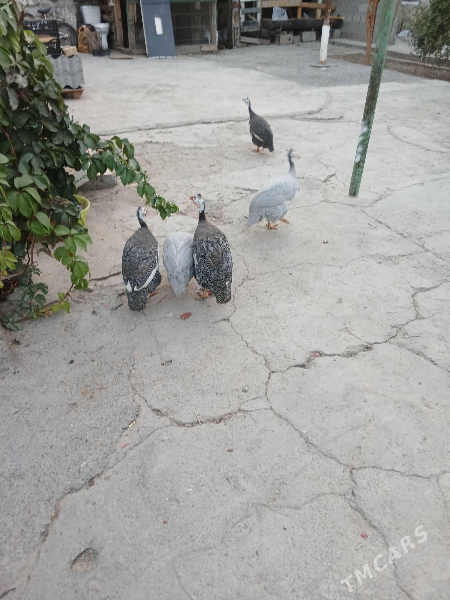 sesarka - Hitrowka - img 2