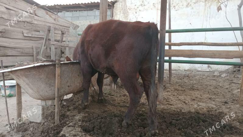 öküz - Gökdepe - img 4