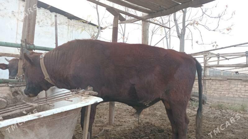 öküz - Gökdepe - img 3