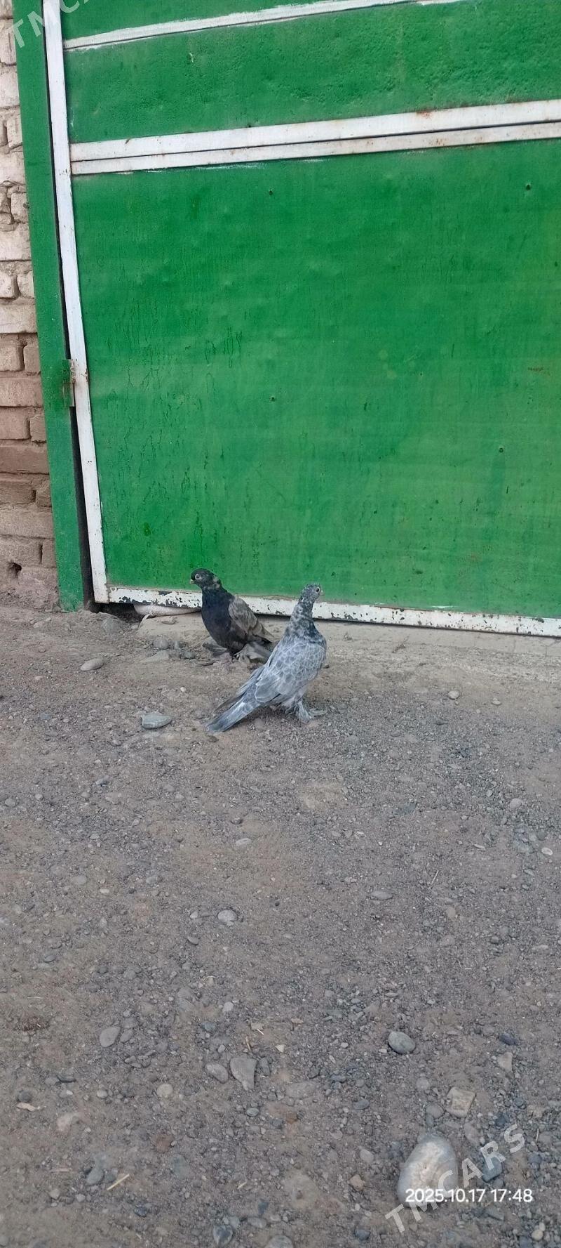 kepderi - Kaka - img 2