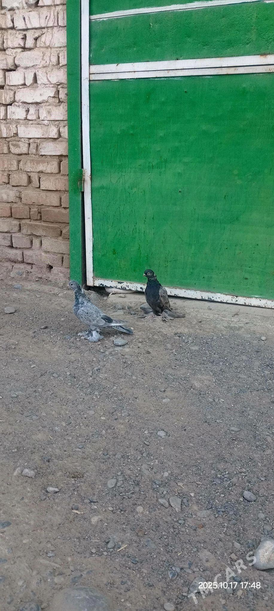 kepderi - Kaka - img 3