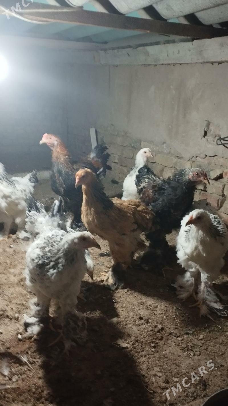 byrama - Hitrowka - img 2