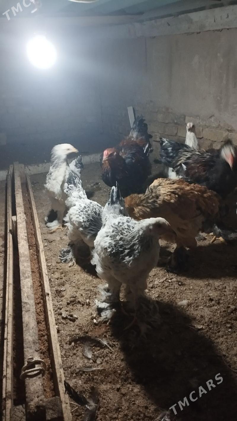 byrama - Hitrowka - img 4