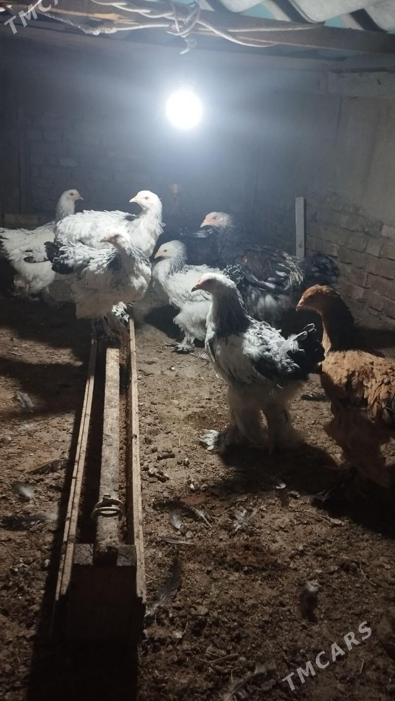 byrama - Hitrowka - img 3