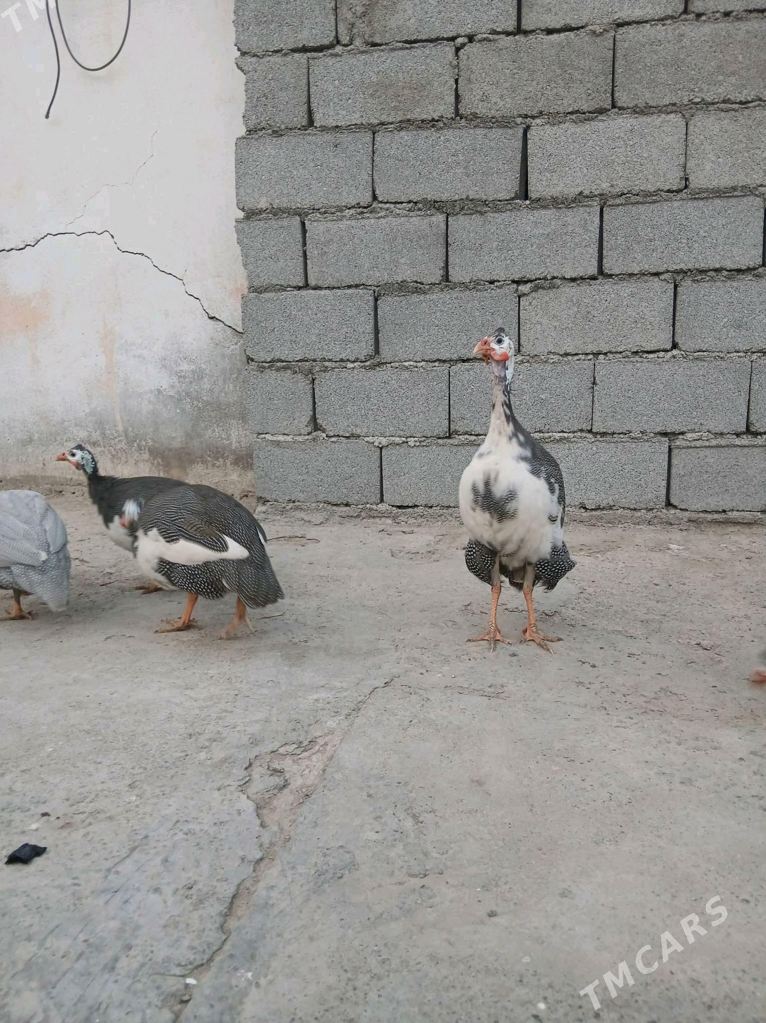 sesarka - Hitrowka - img 3