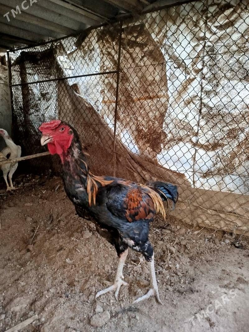 Baýsy horaz - Сакар - img 2