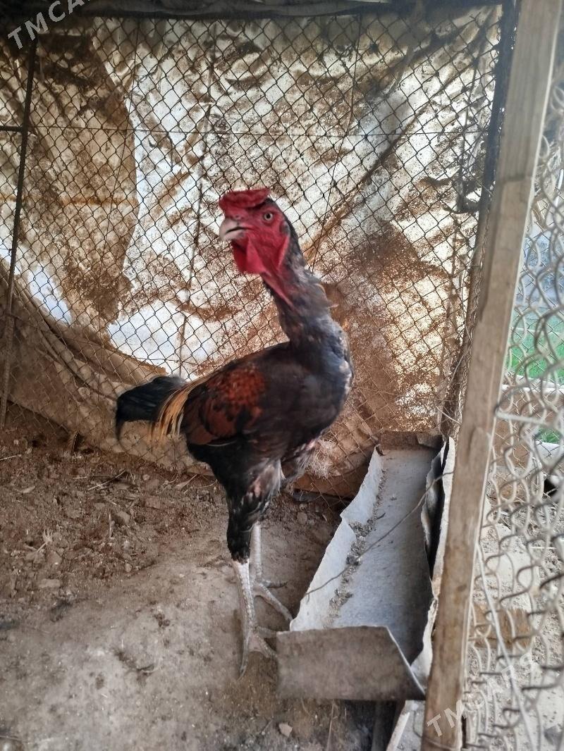 Baýsy horaz - Сакар - img 1