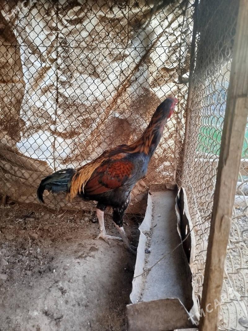 Baýsy horaz - Сакар - img 4