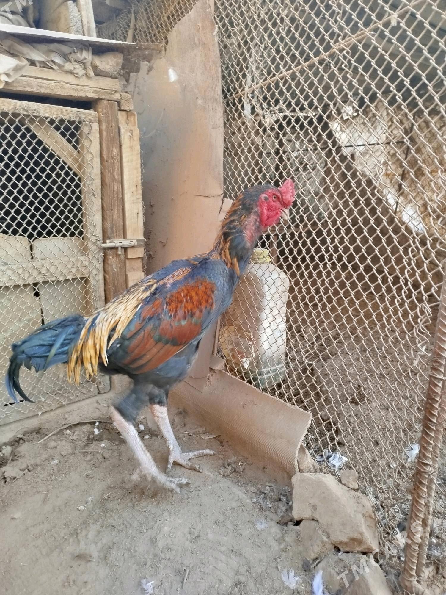 Baýsy horaz - Сакар - img 5