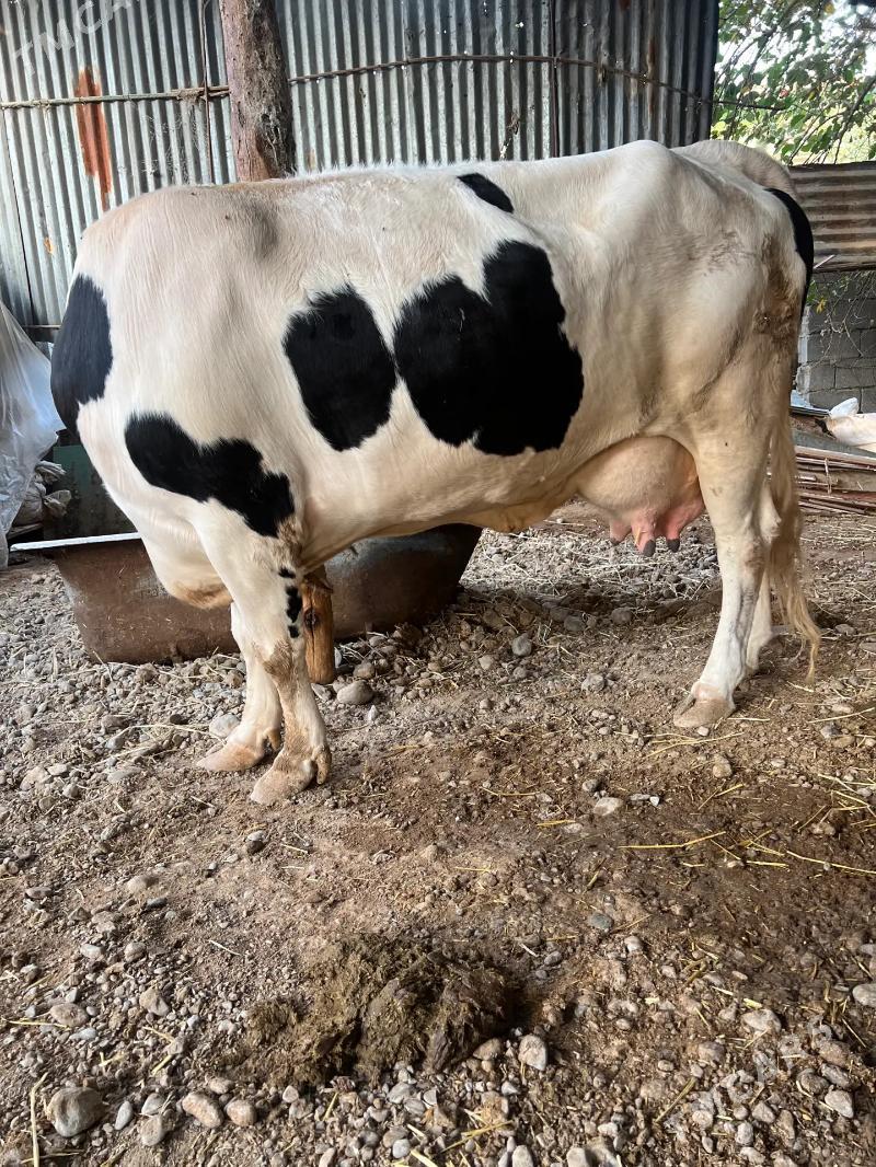 Paroda  sygyr - Ak bugdaý etraby - img 2