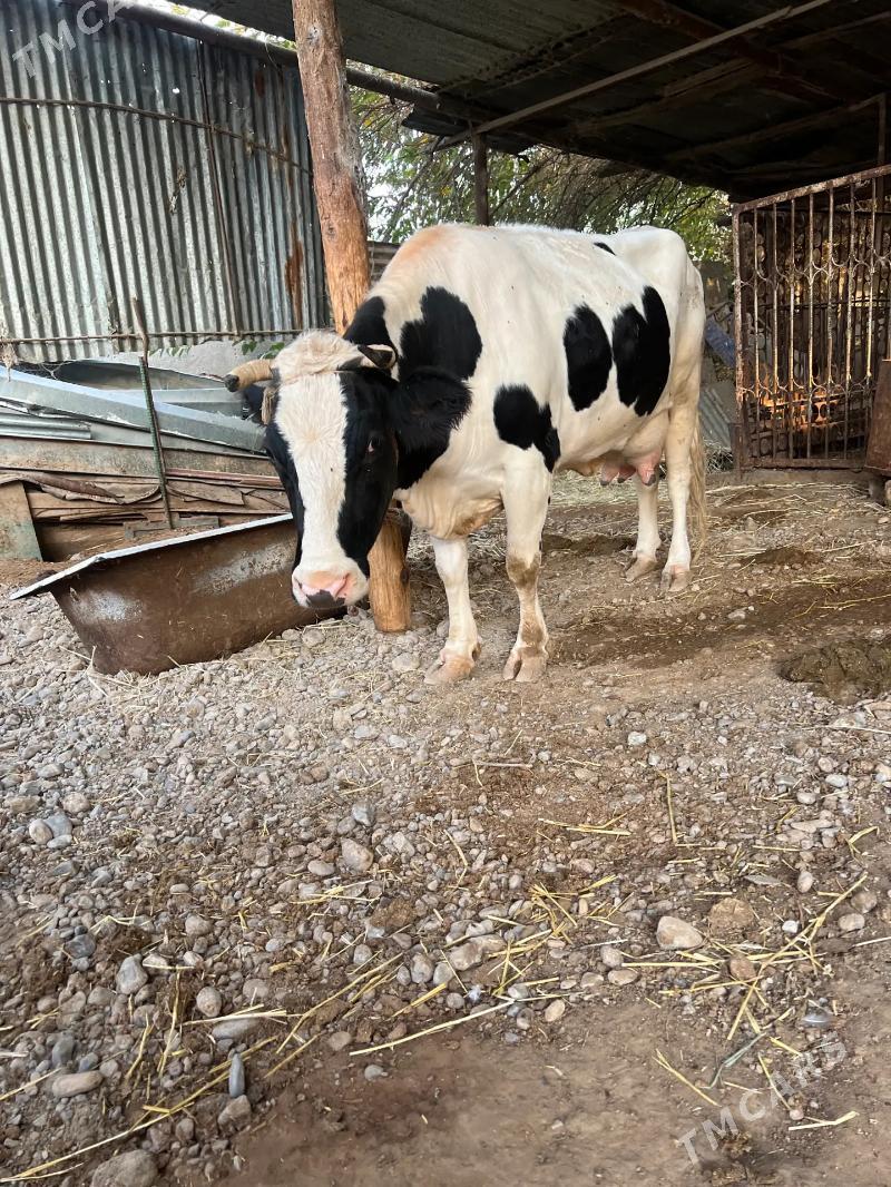 Paroda  sygyr - Ak bugdaý etraby - img 3