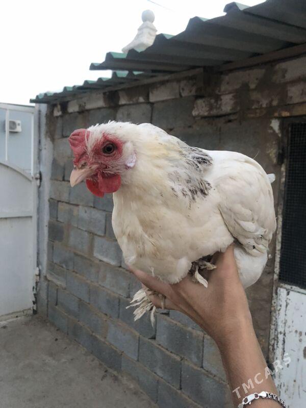 towuk - Çoganly - img 1