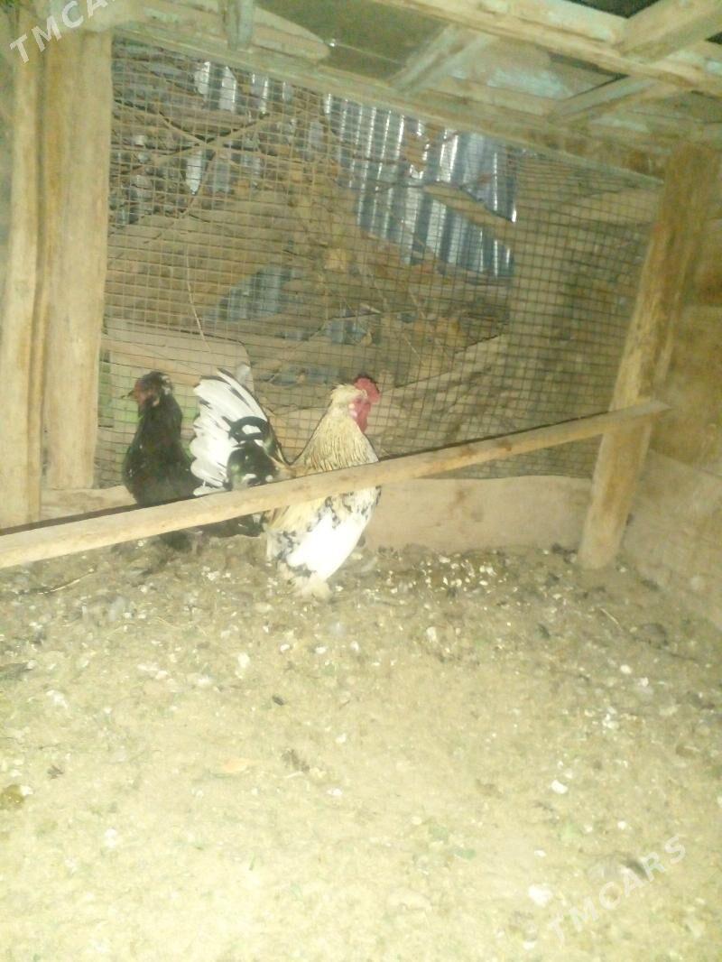 karlik - Чарджоу - img 3