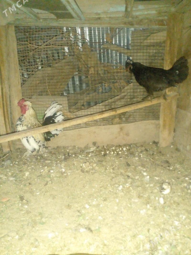 karlik - Чарджоу - img 2