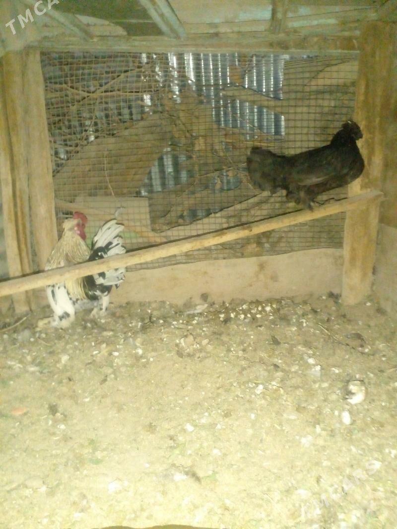 karlik - Чарджоу - img 1