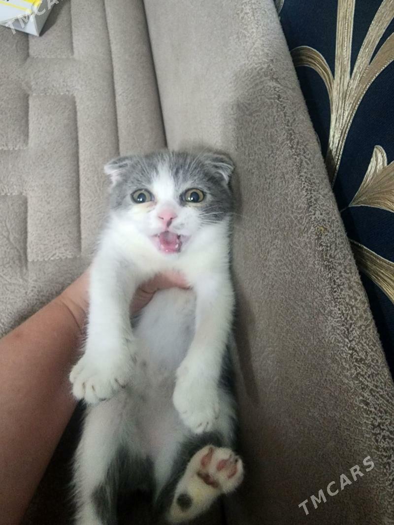 Шотландские котята - Ашхабад - img 2