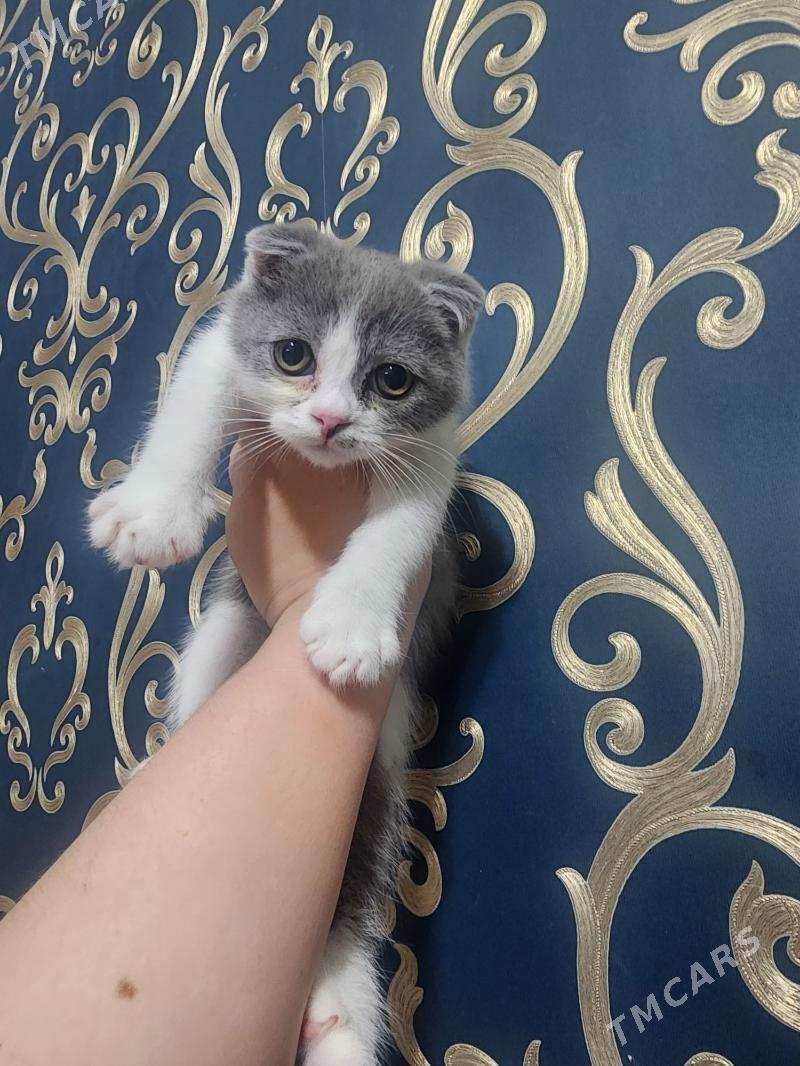 Шотландские котята - Ашхабад - img 3