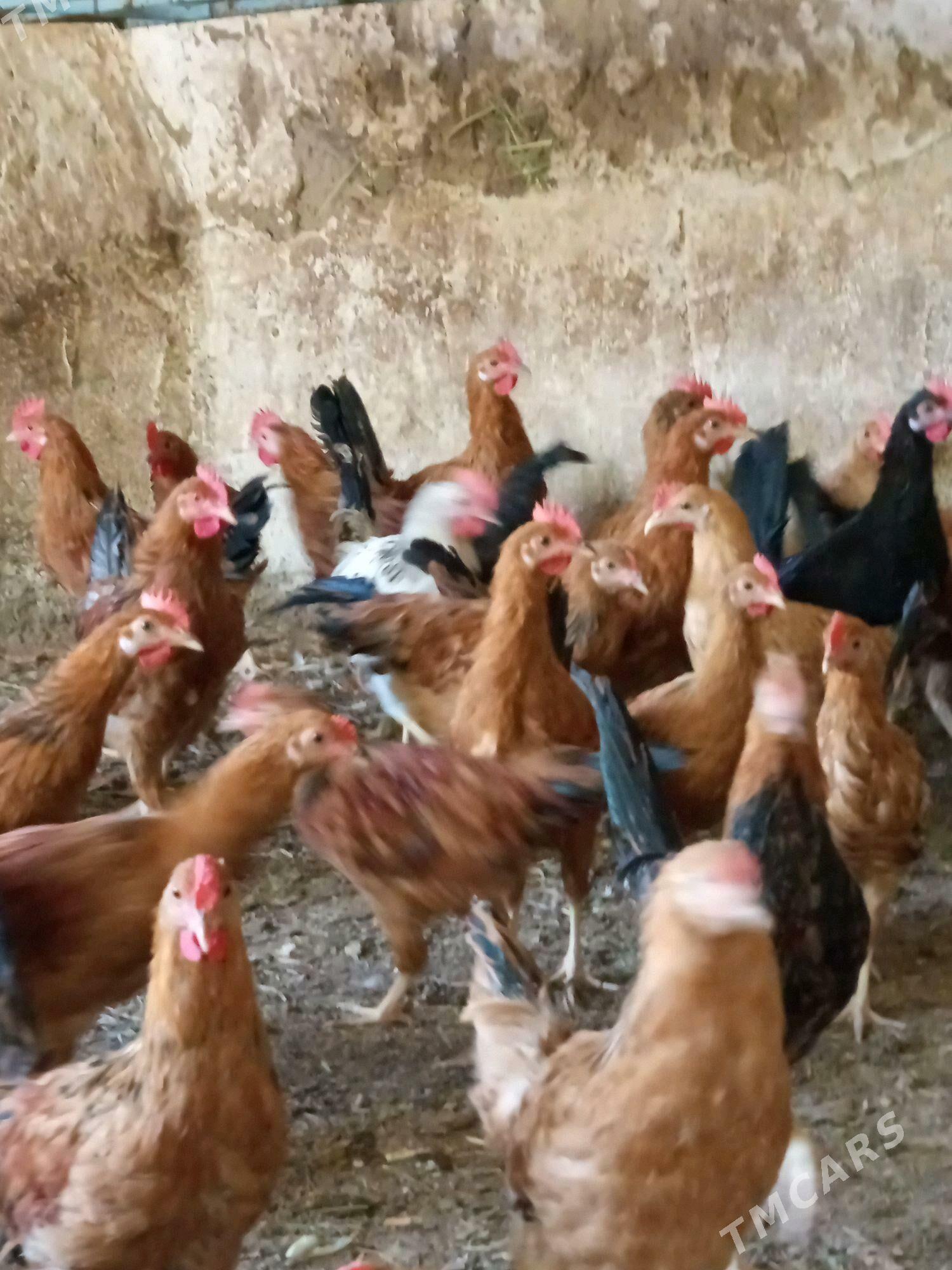 horaz - Бахарден - img 4