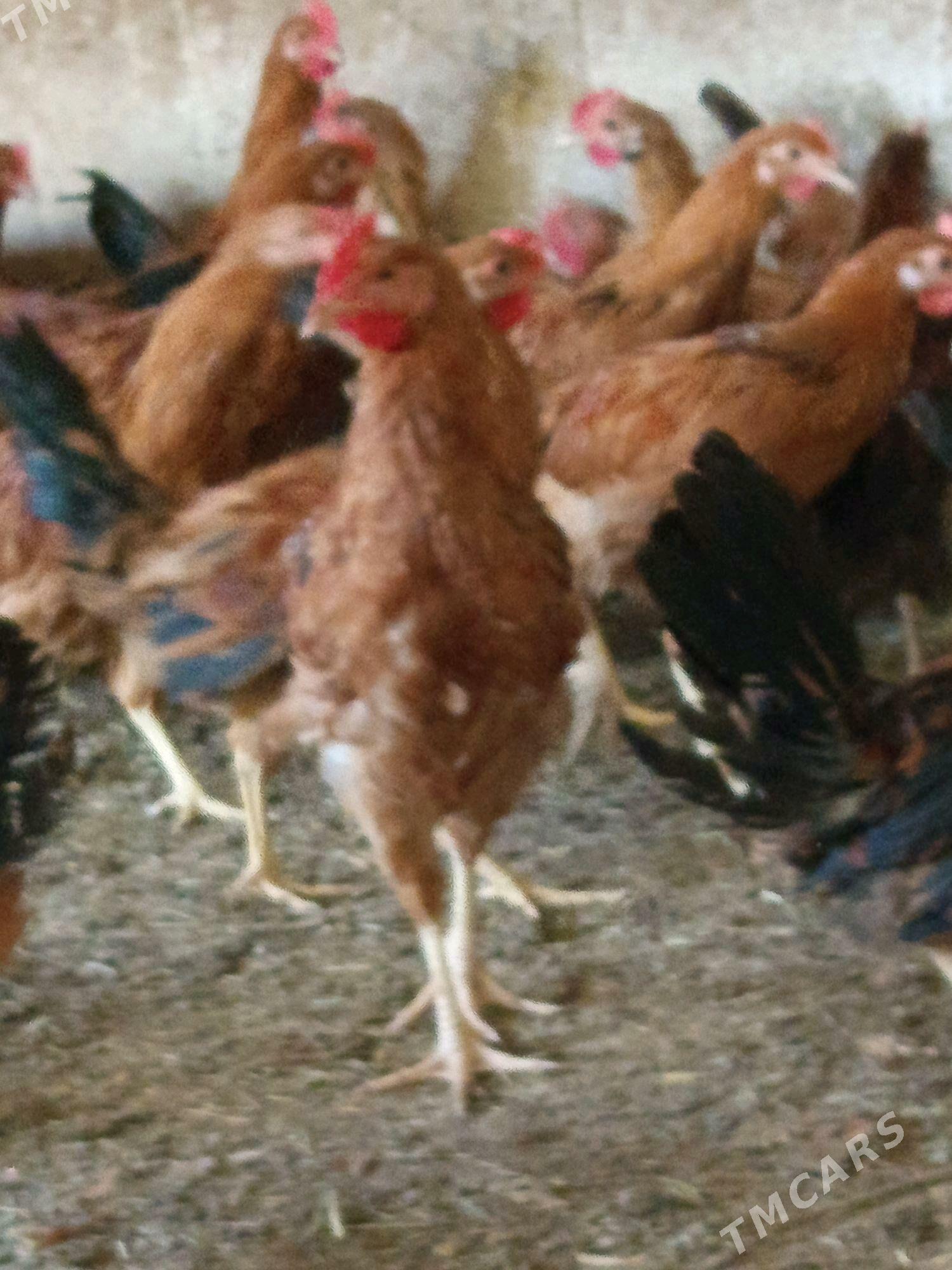 horaz - Бахарден - img 1