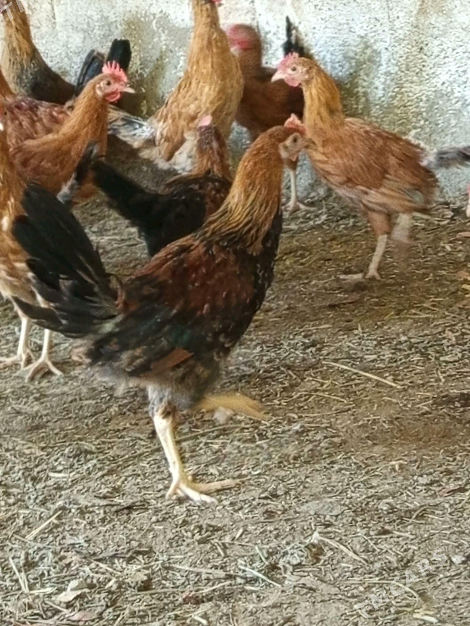 horaz - Бахарден - img 2