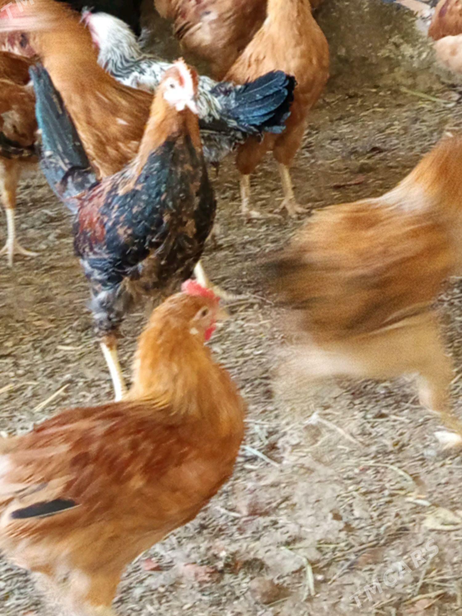 horaz - Бахарден - img 3