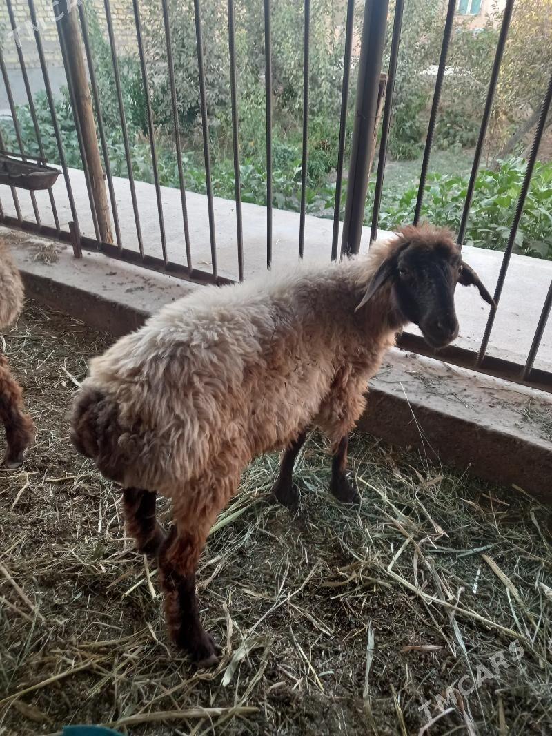 goç - Дашогуз - img 5