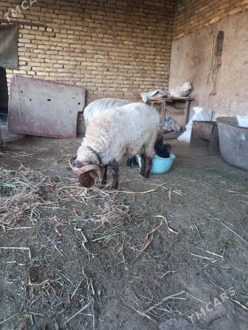 goç - Дашогуз - img 6