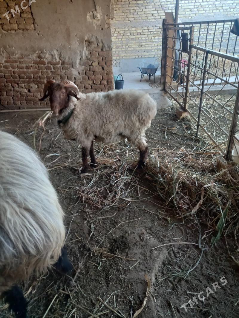 goç - Дашогуз - img 4