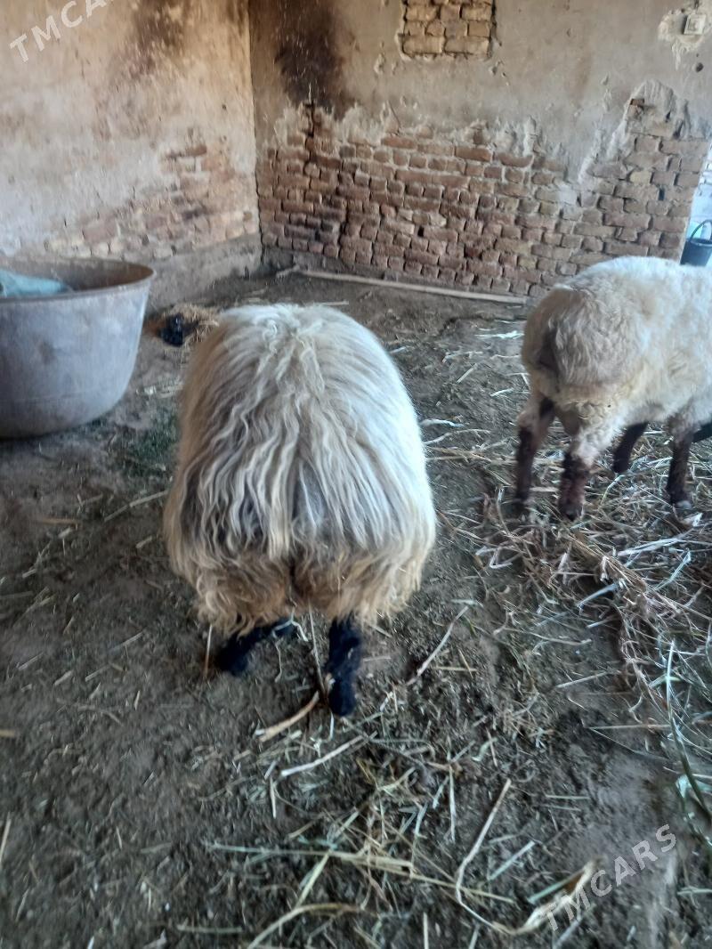 goç - Дашогуз - img 2