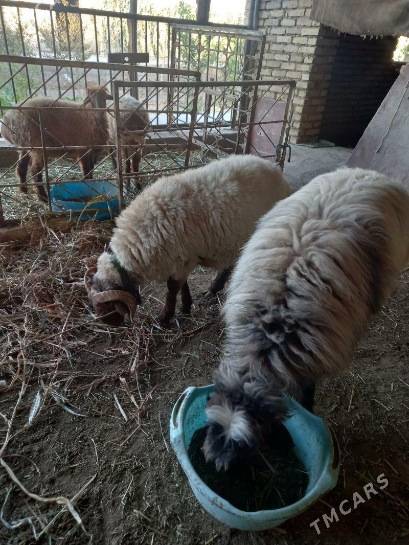 goç - Дашогуз - img 3