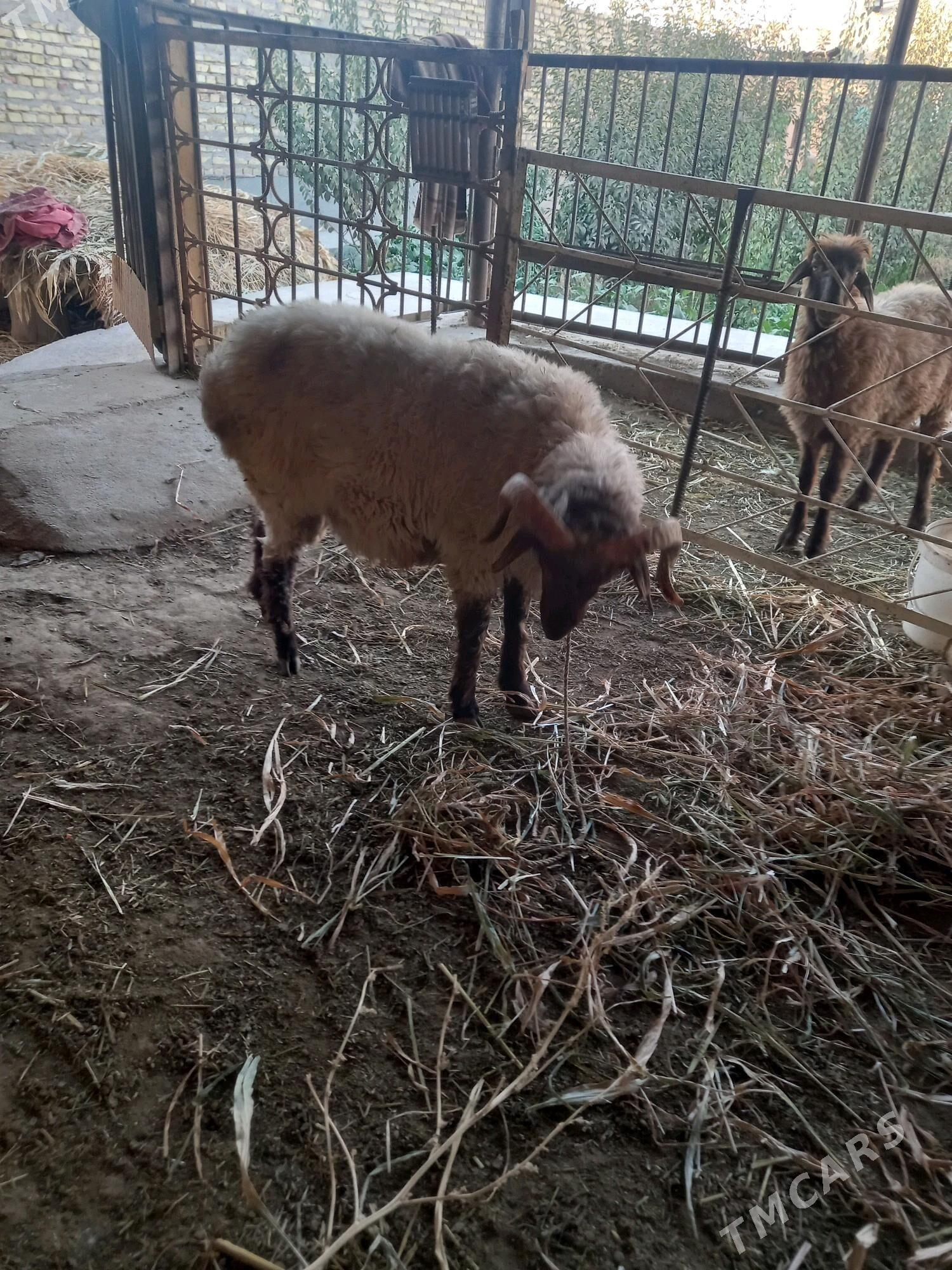 goç - Дашогуз - img 9