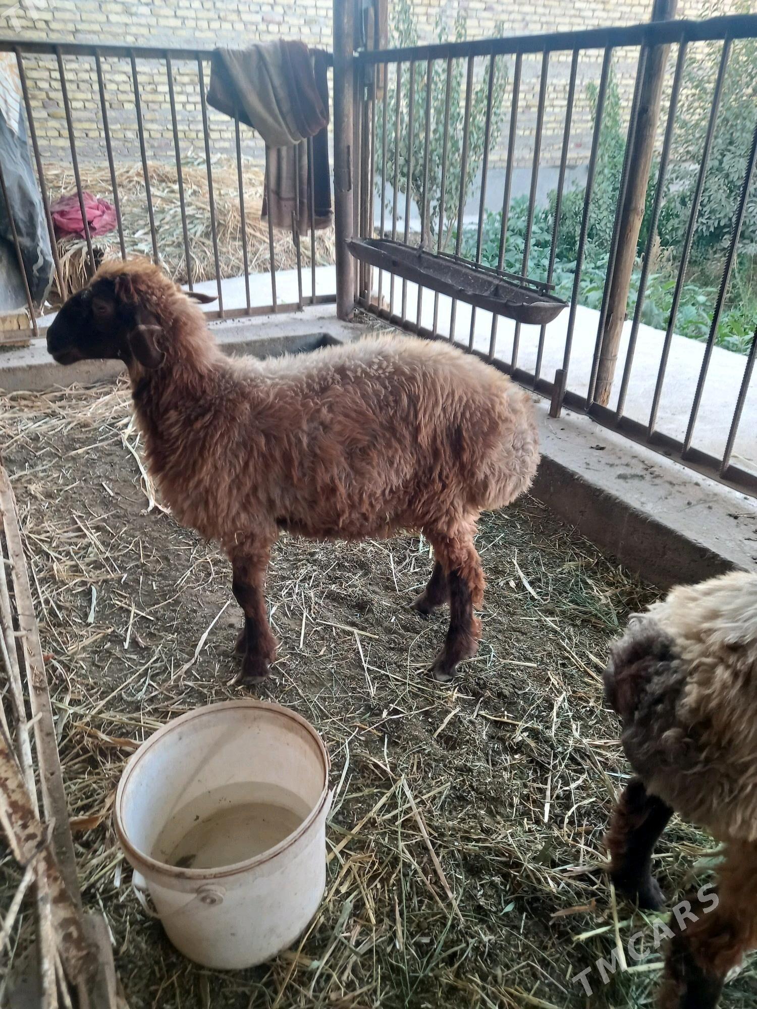 goç - Дашогуз - img 7