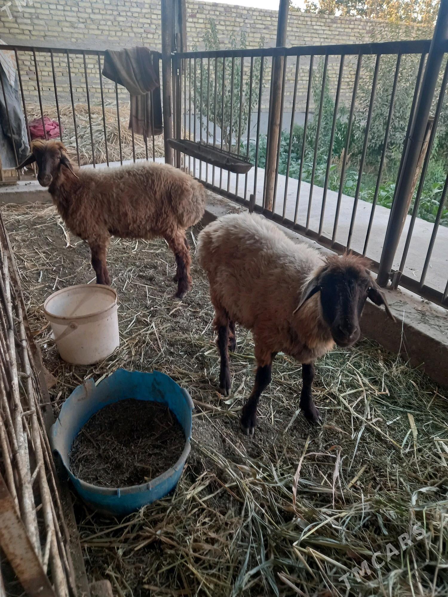 goç - Дашогуз - img 10