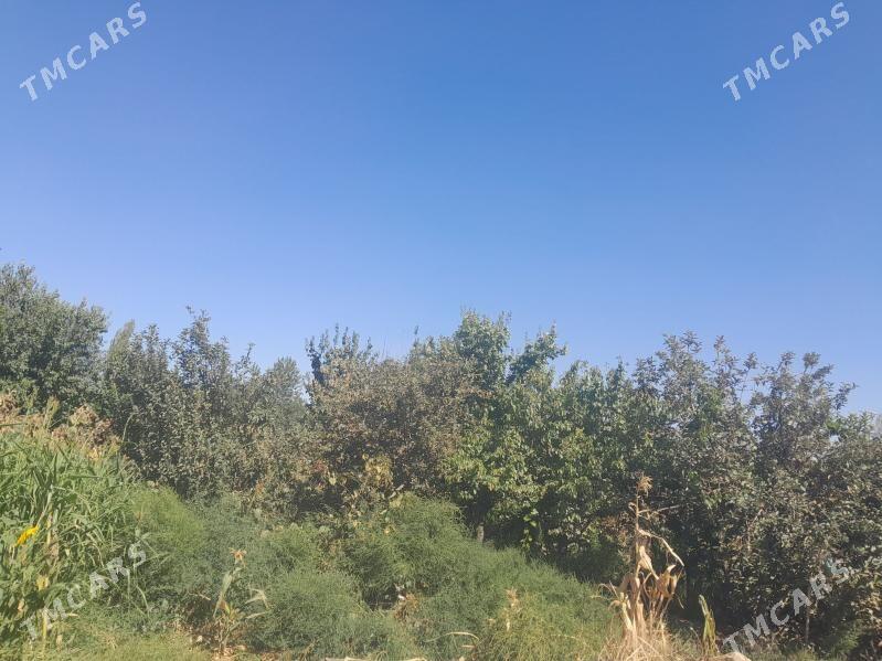 jatlik jay - Гурбансолтан Едже - img 6