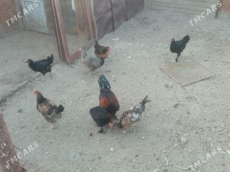 ARMYANSKI - Balkanabat - img 2