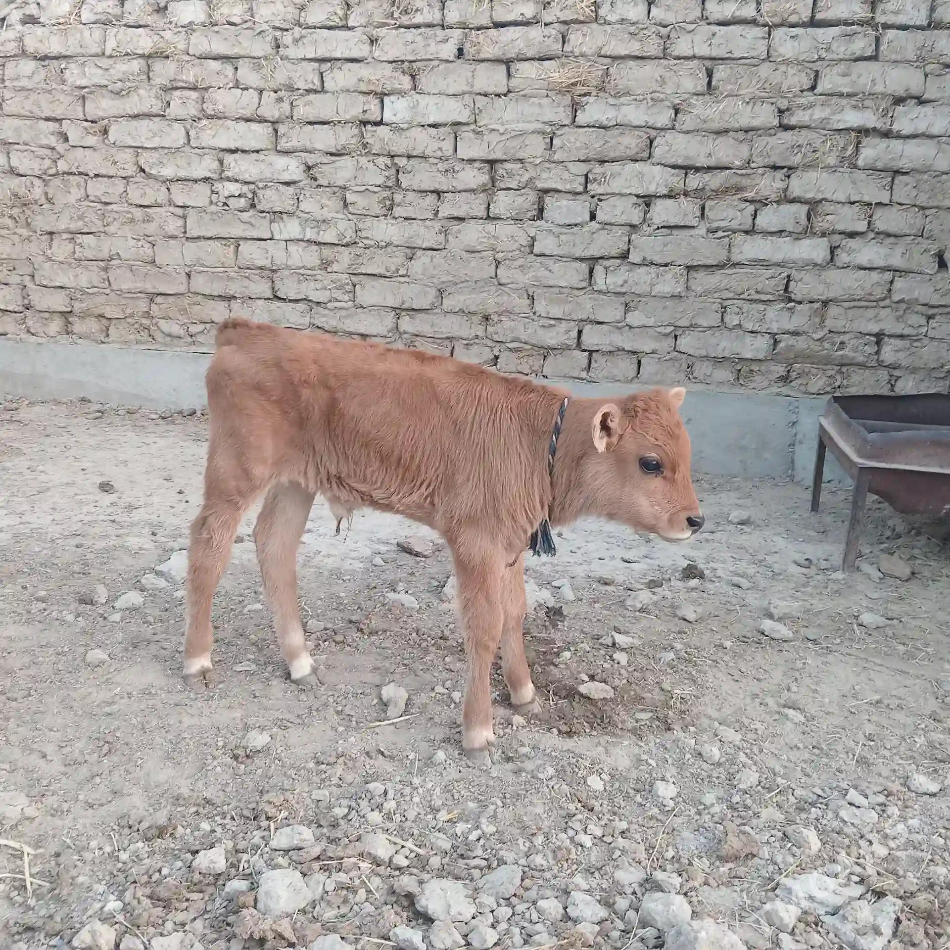Göleli sygyr - Kaka - img 3