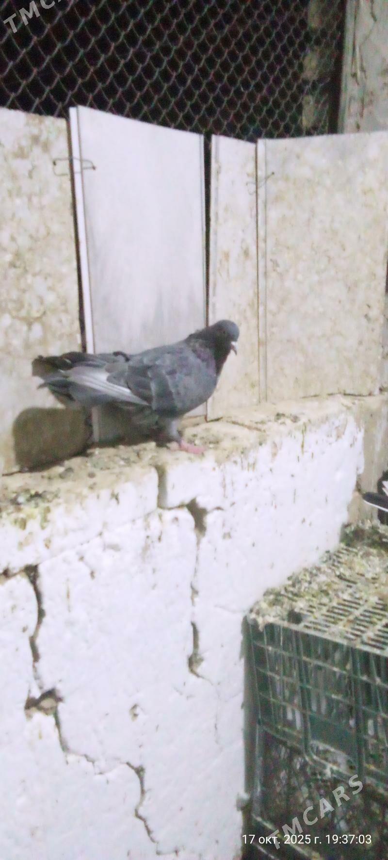 kepderi - Mary - img 2