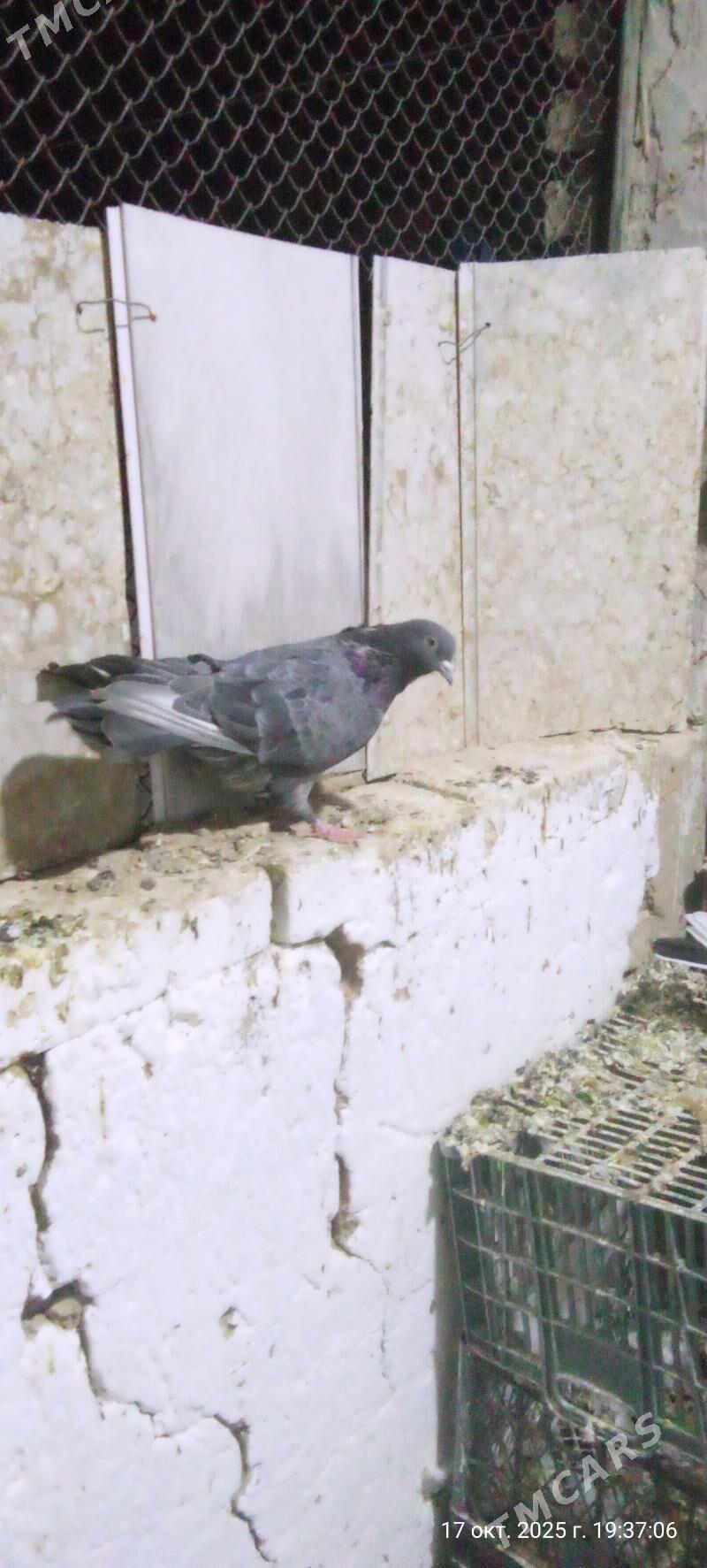 kepderi - Mary - img 1