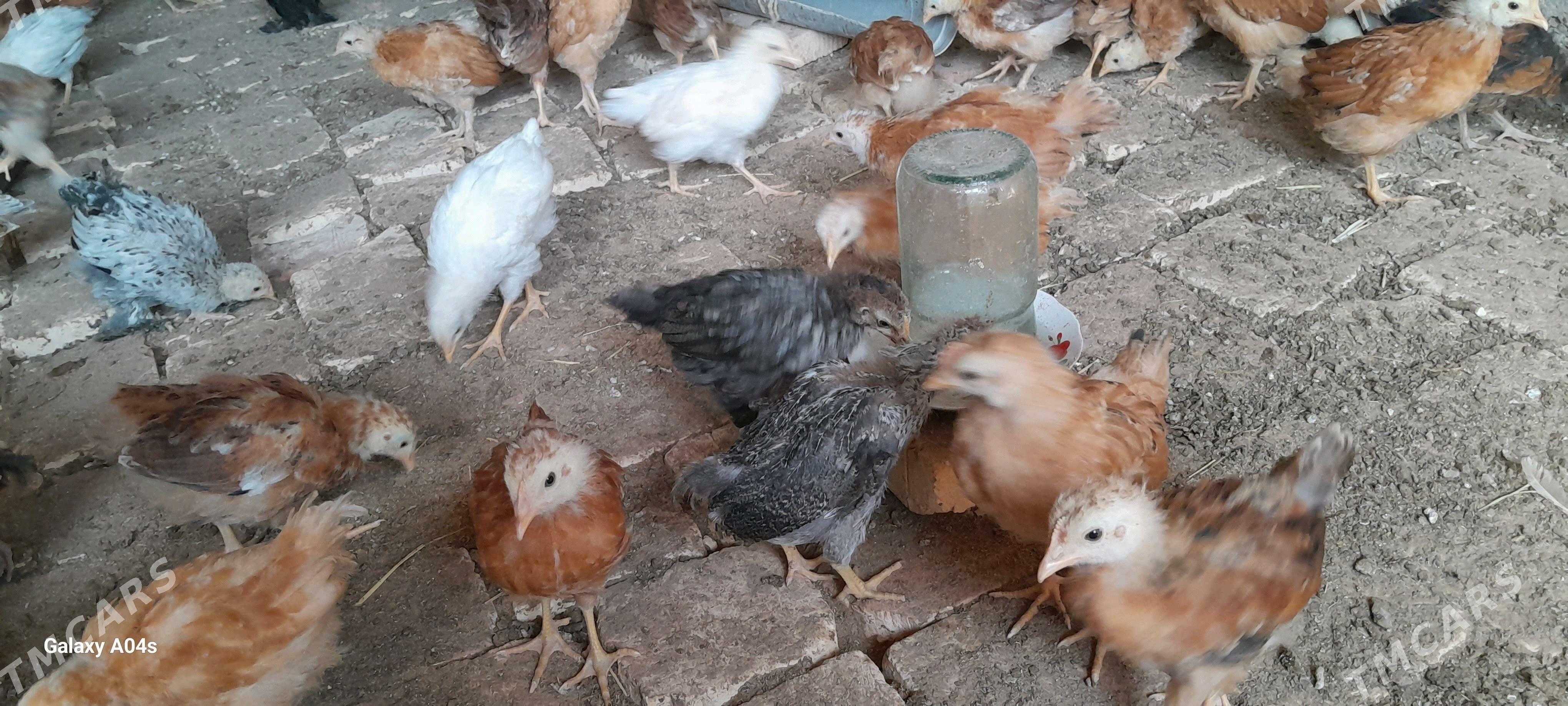 juyje - Oguz han - img 3