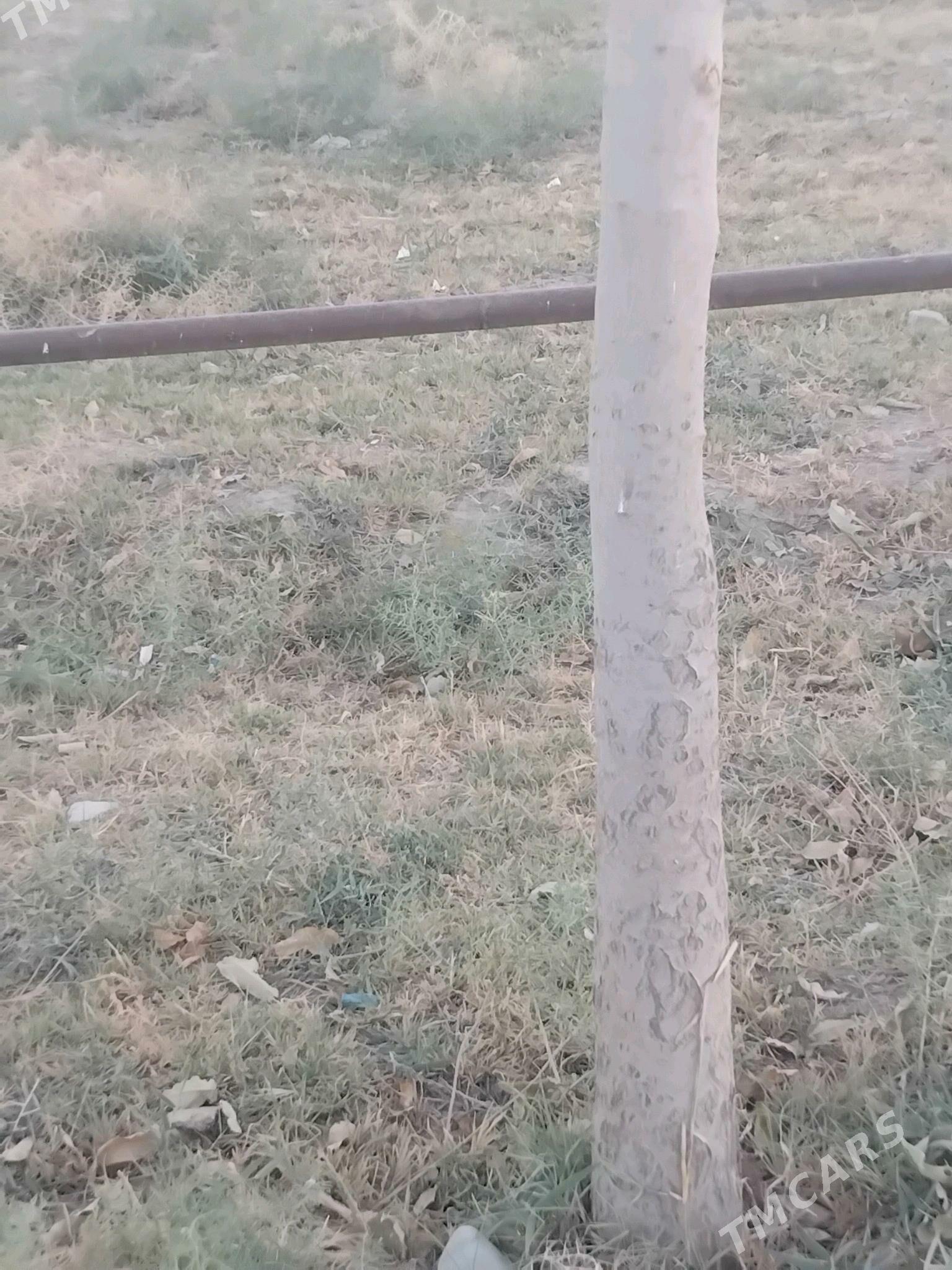 Jaý 12sotak ýer - Gökdepe - img 4